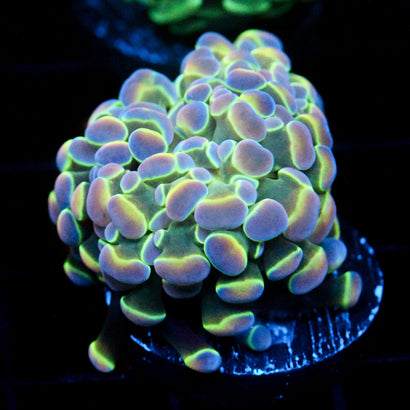 JC Ultra Hologram Hammer