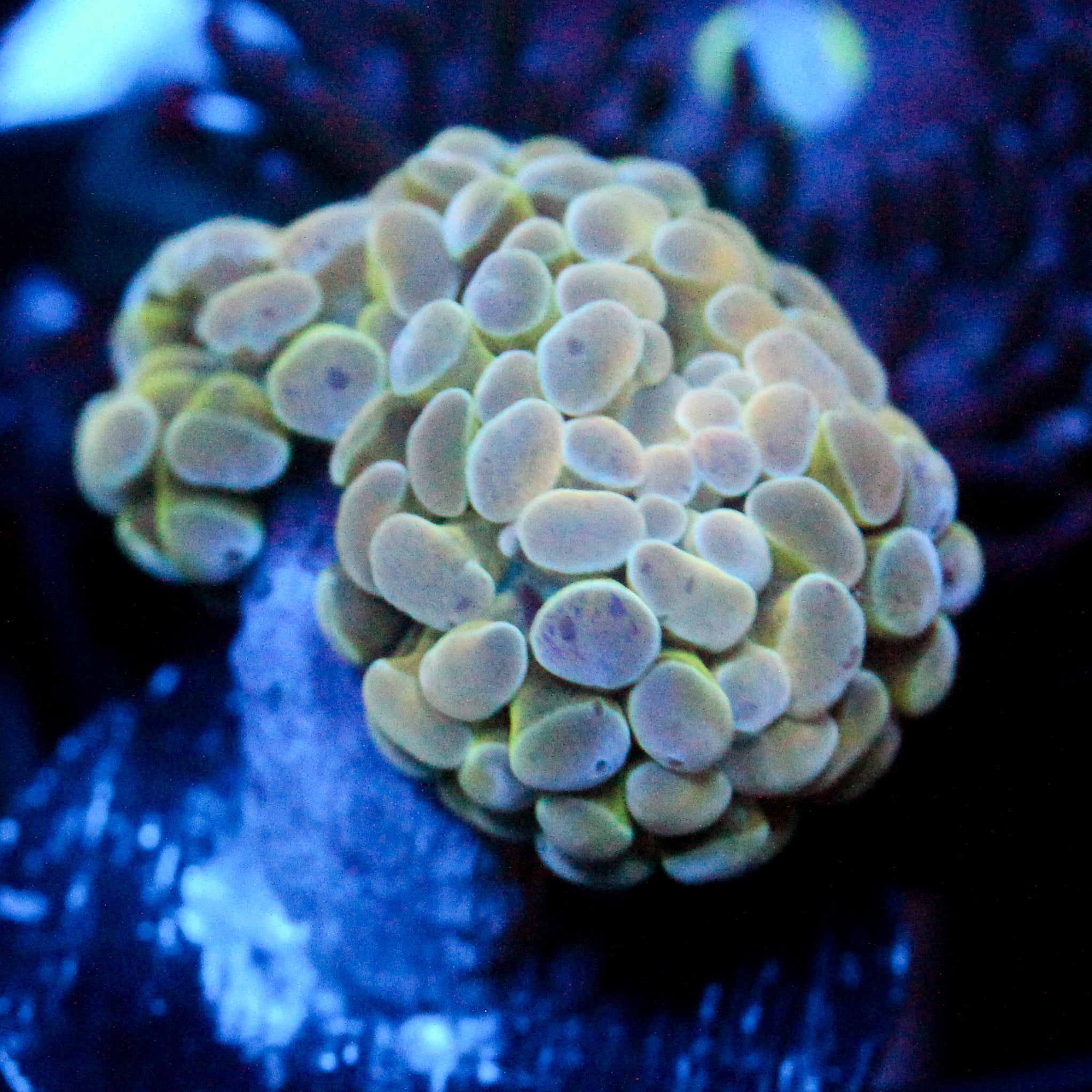 JC Glowstone Hammer