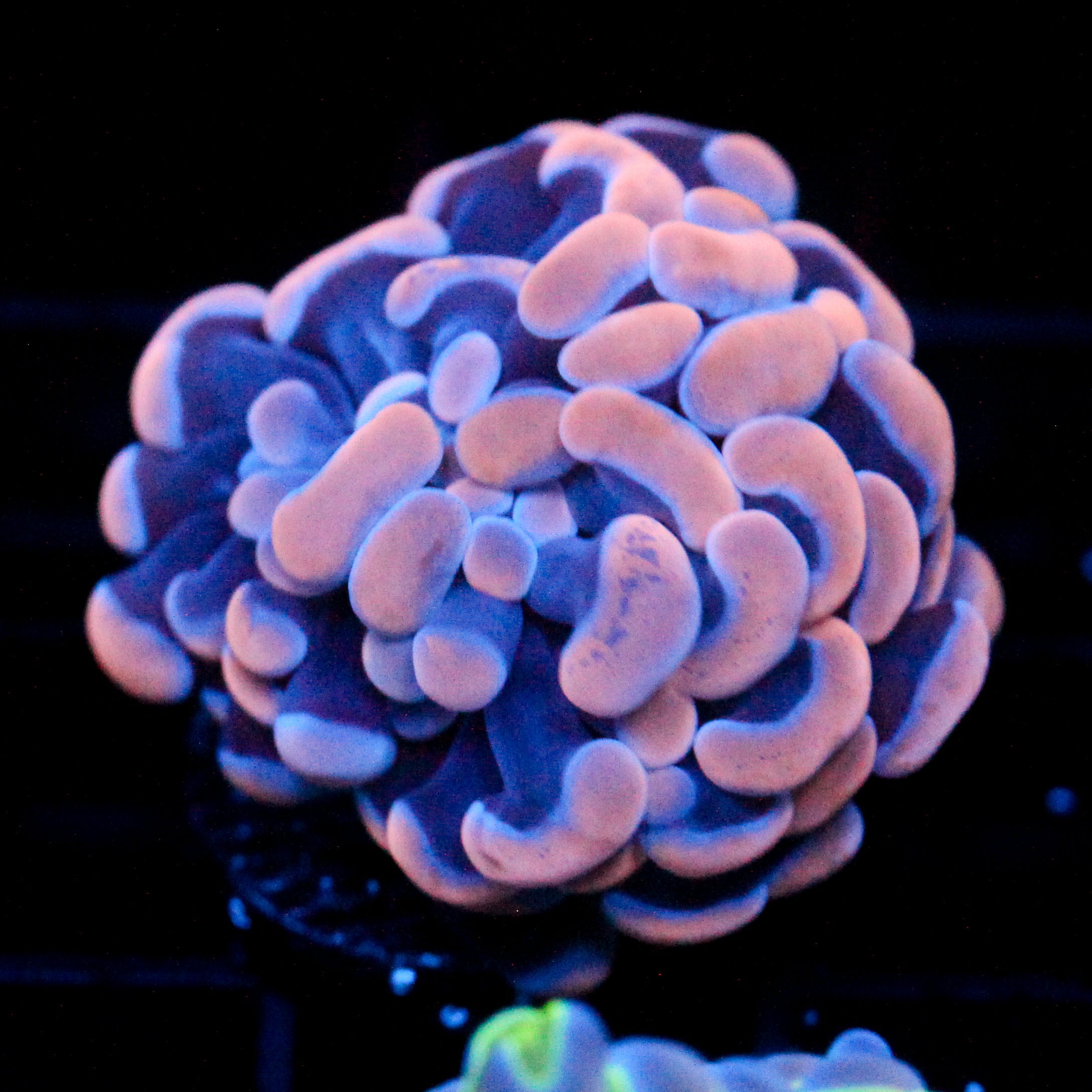 JC Orange Splatter Hammer