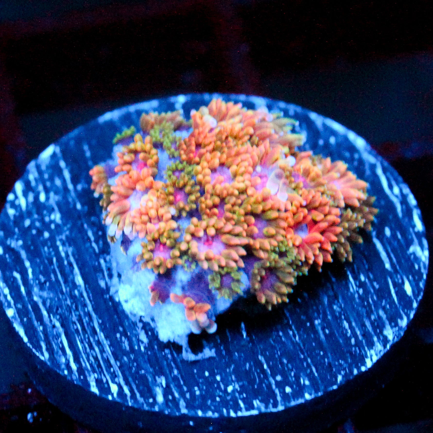JC Branching Bernardpora (Species Rarity)