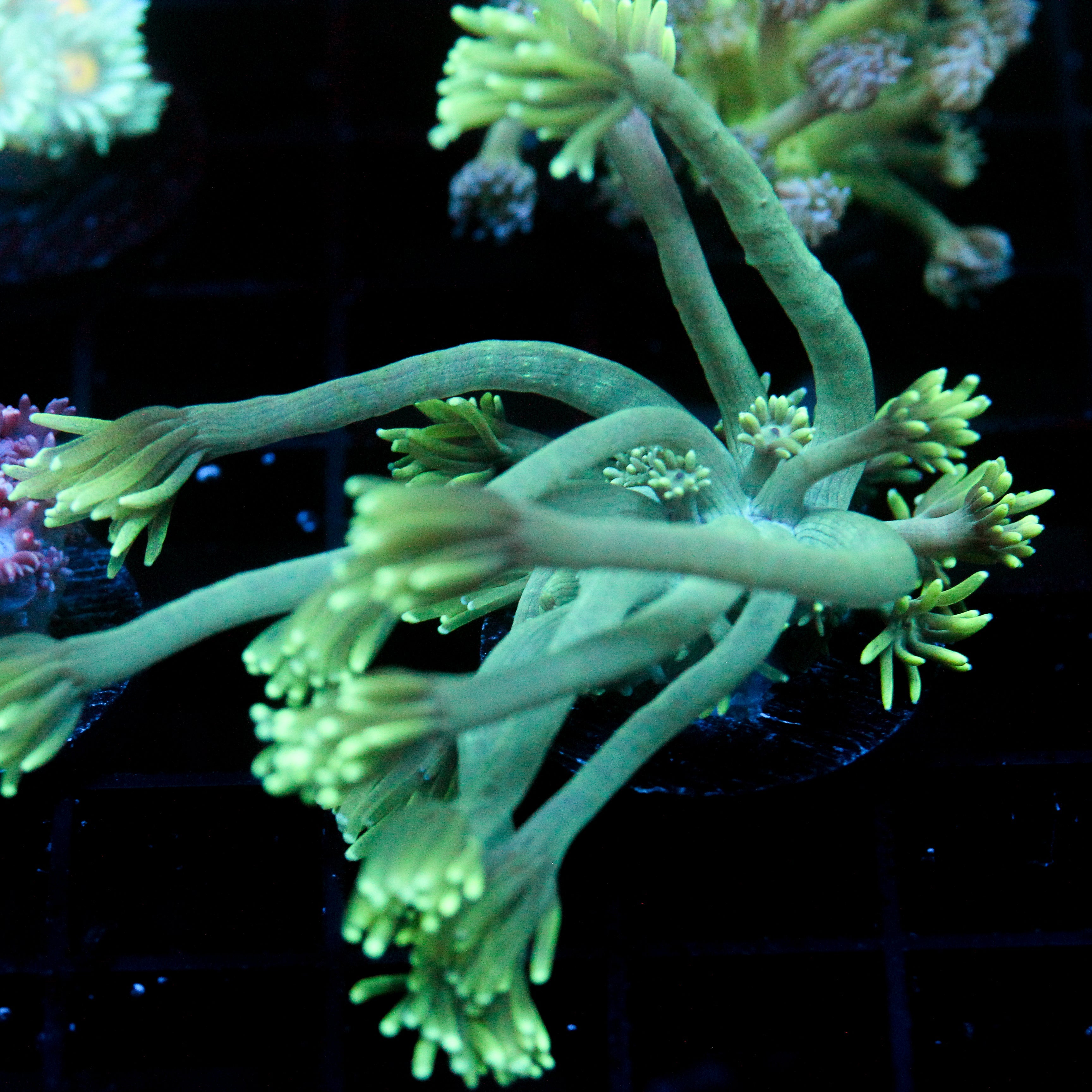 JC Sea Grapes Goni