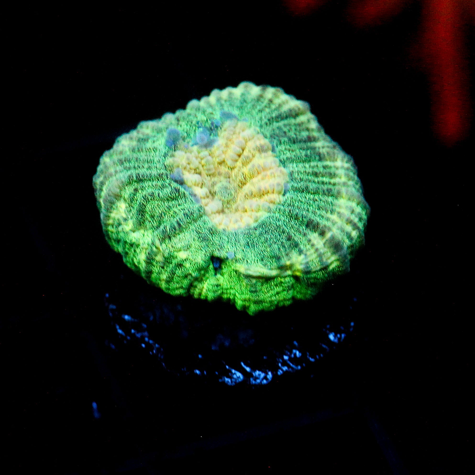 JC Neon Green Favia