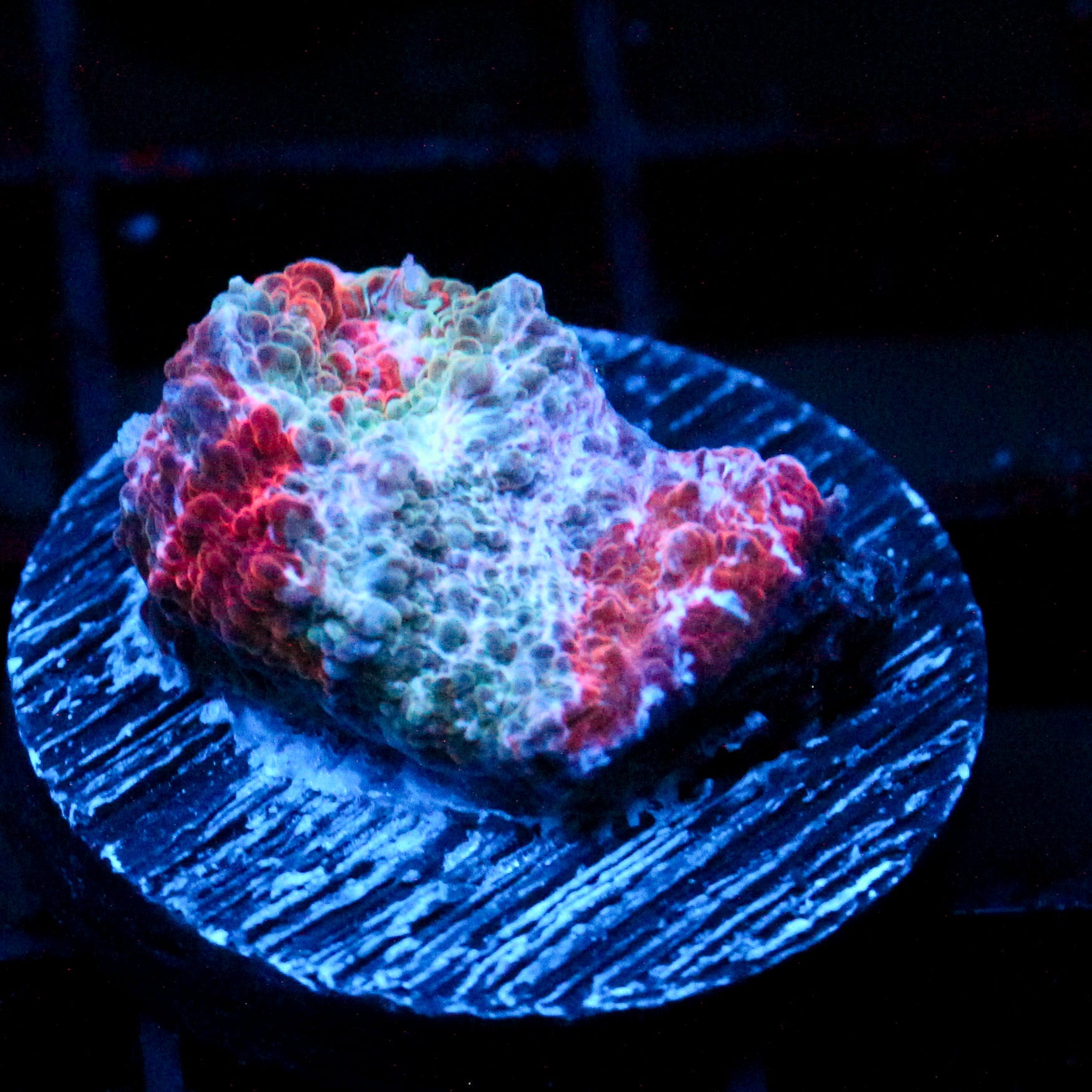 JC Frostbite Chalice