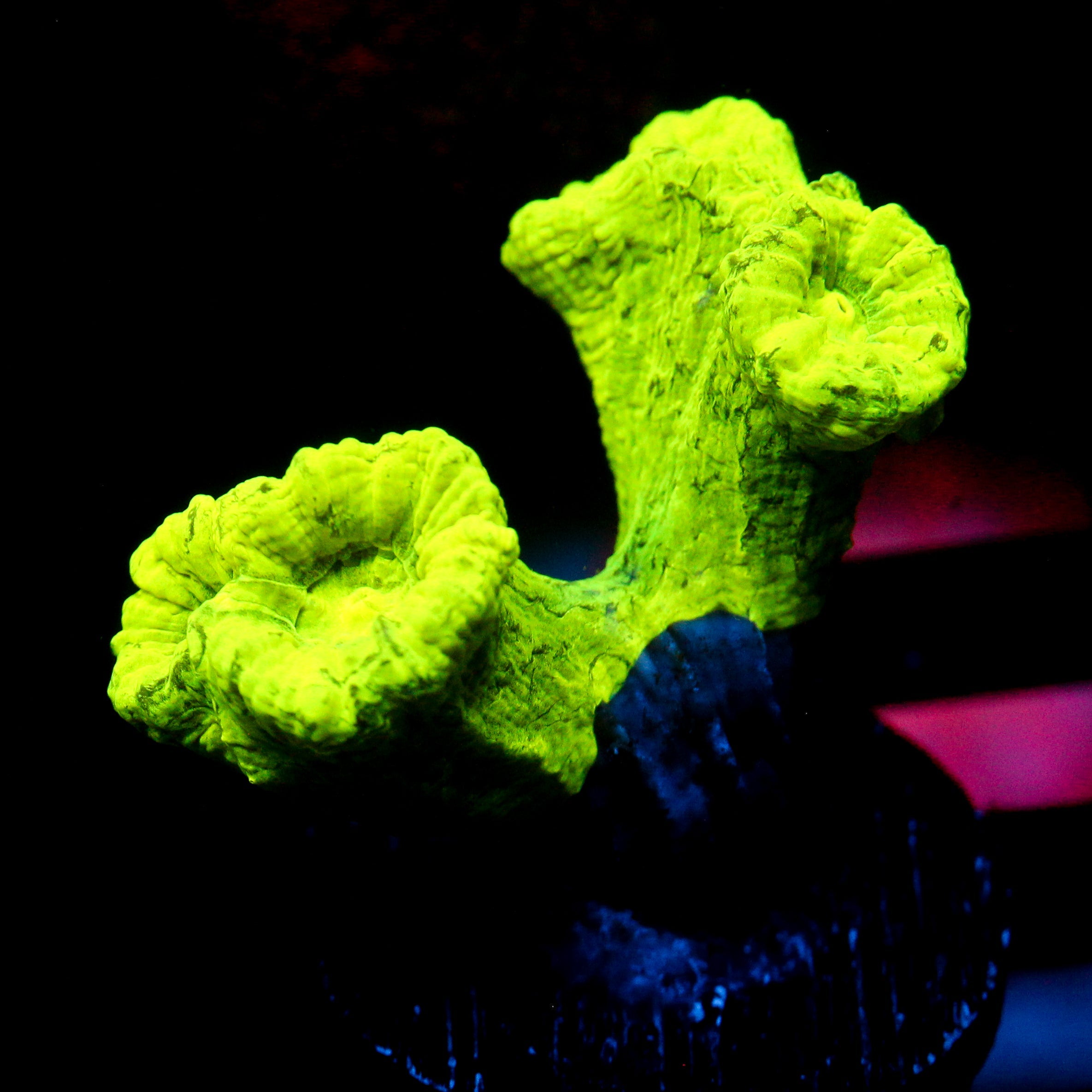 JC Neon Trumpet Coral