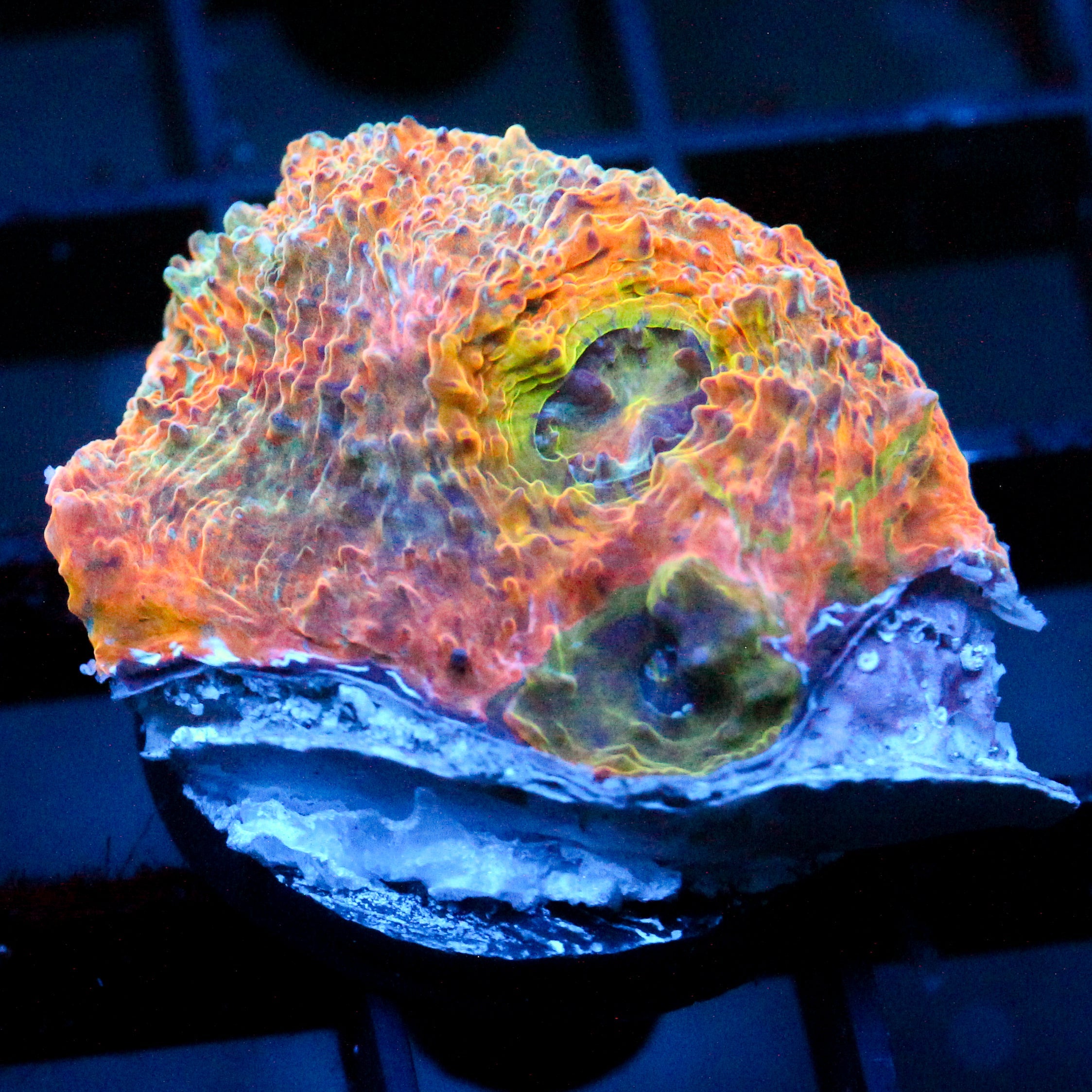 JC Tye Dye Sunset Chalice