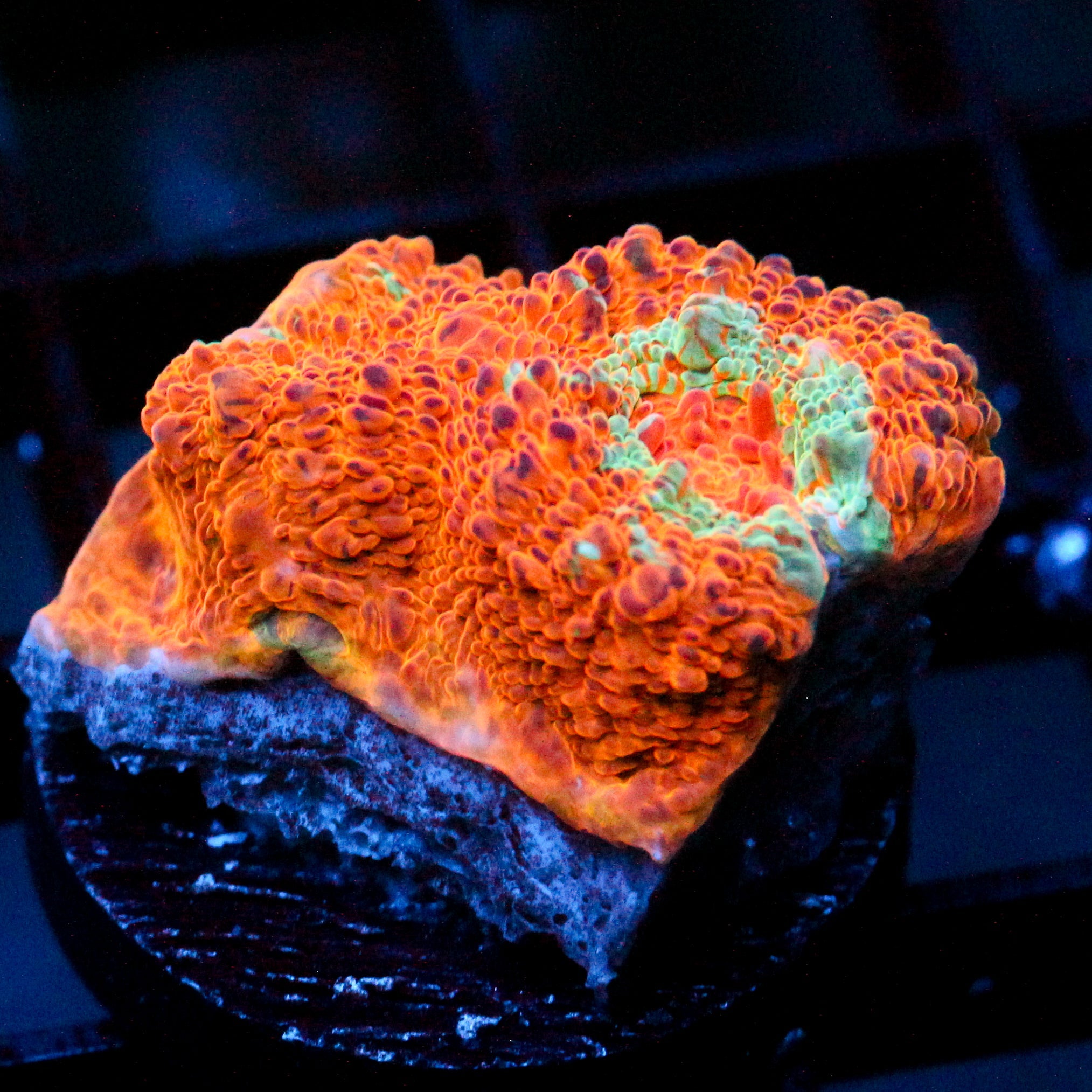 JC Martian Surface Chalice