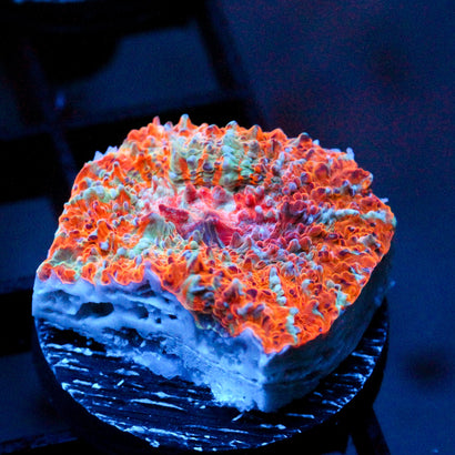 JC Citrus Scream Chalice