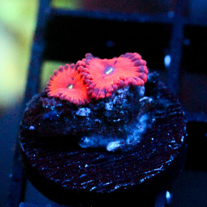 JC Xerxes Zoanthid