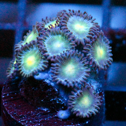 JC Birthstone Zoanthid