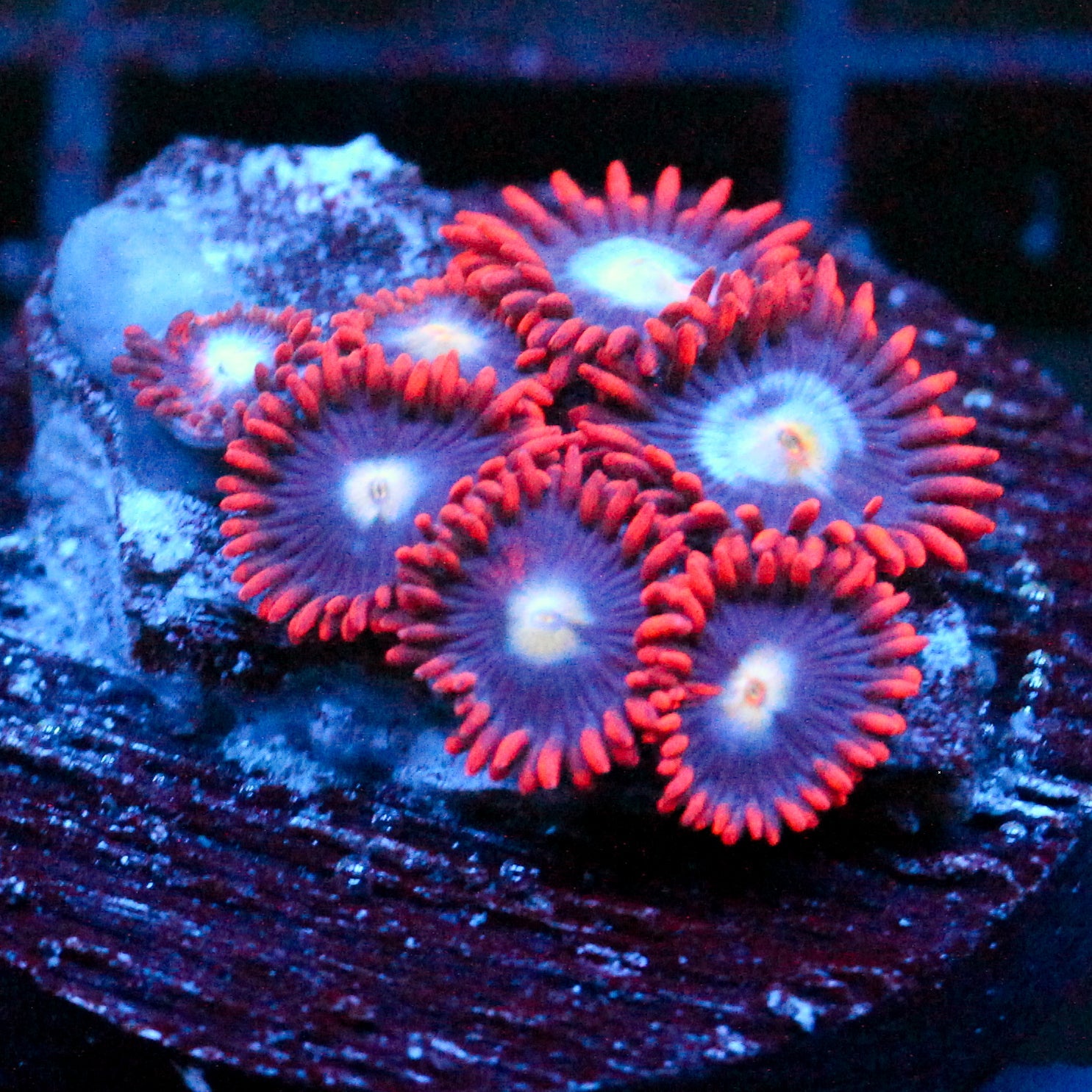 JC Edge of Reality Zoanthid