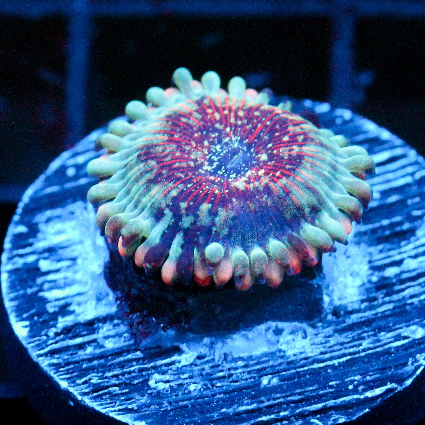 JC White Zombie Zoanthid