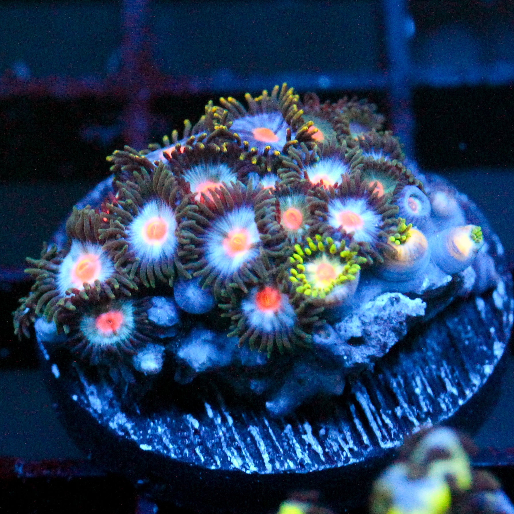 JC Zoa Garden Seed