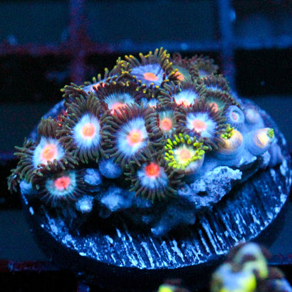 JC Zoa Garden Seed