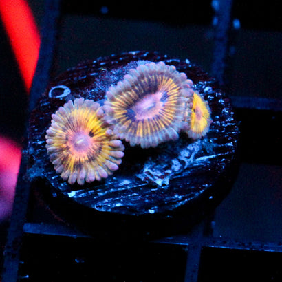 JC Pink Seam Zoanthid