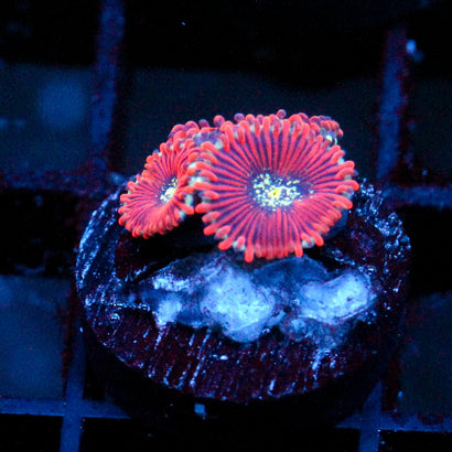 JC Magician's Zoanthid