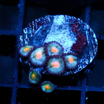 JC Blue Raven Zoanthid