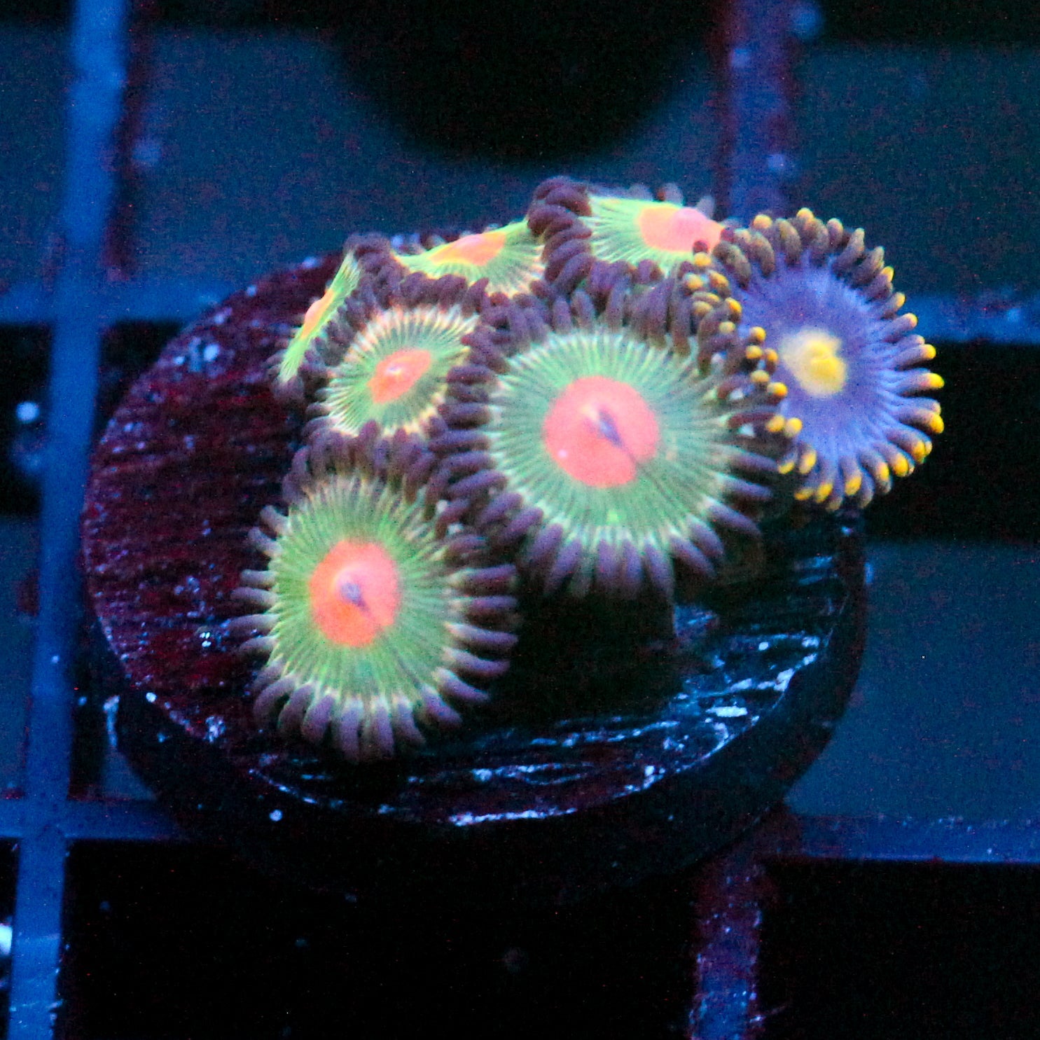 JC Alien Blood Zoanthid