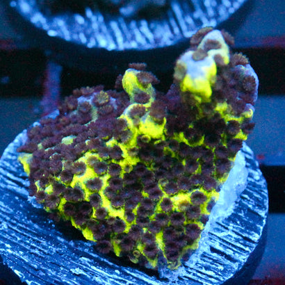 JC Montipora Confusa