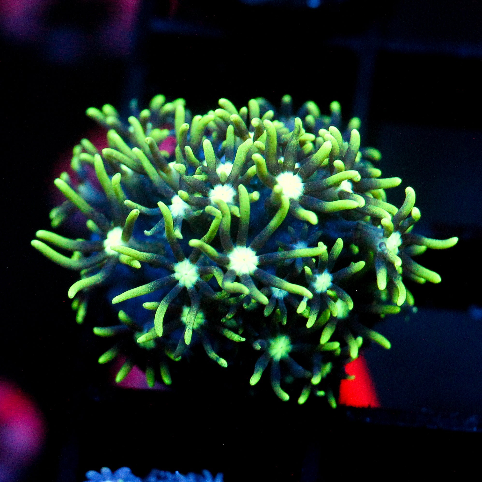 JC GSP