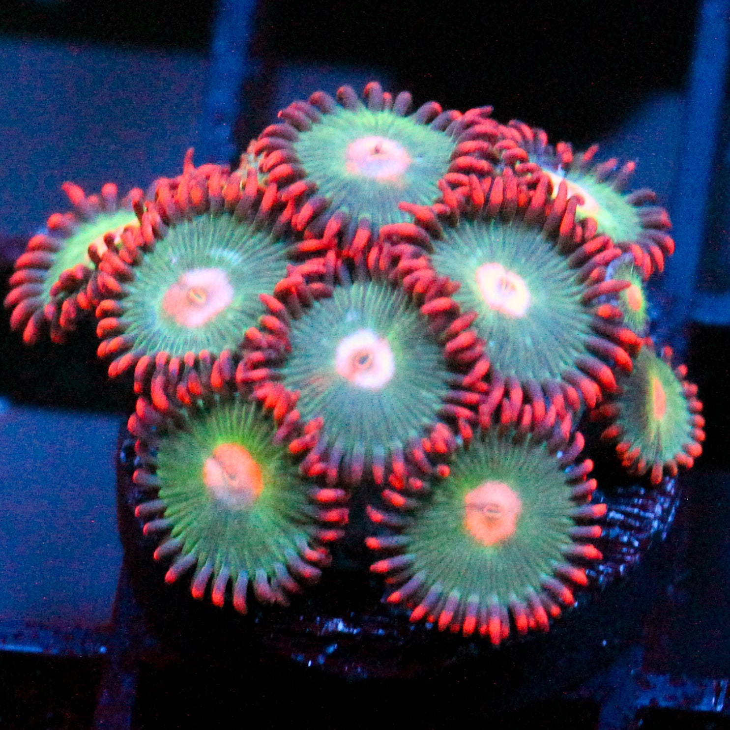 JC Gatorade Zoanthid