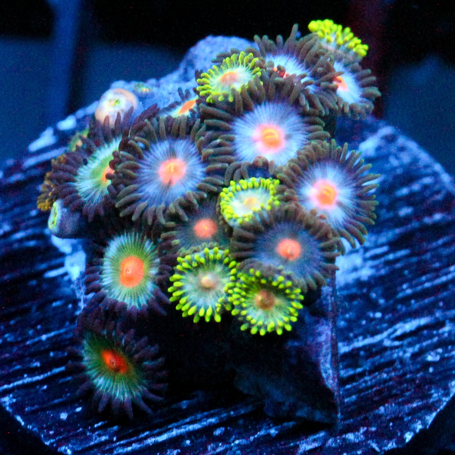 JC Zoa Garden Seed