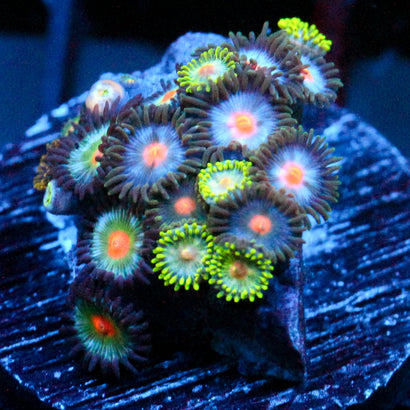 JC Zoa Garden Seed