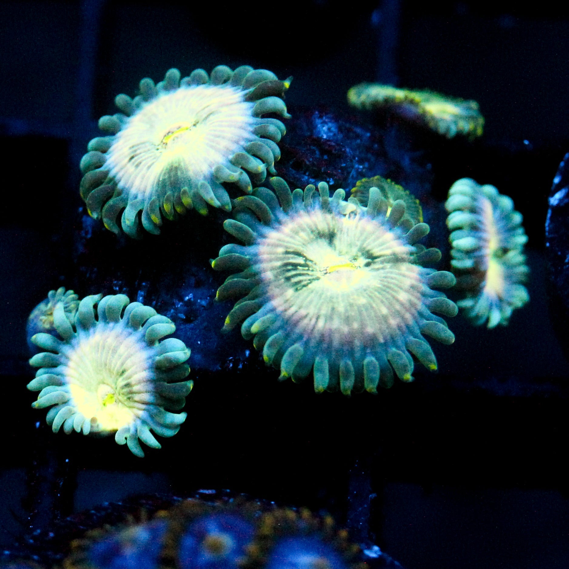 JC Hawaiian Ding Dang Zoanthid