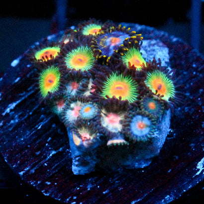 JC Zoa Garden Seed
