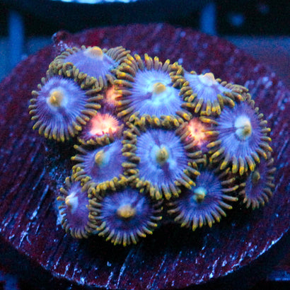 JC Saturn Zoanthid mix