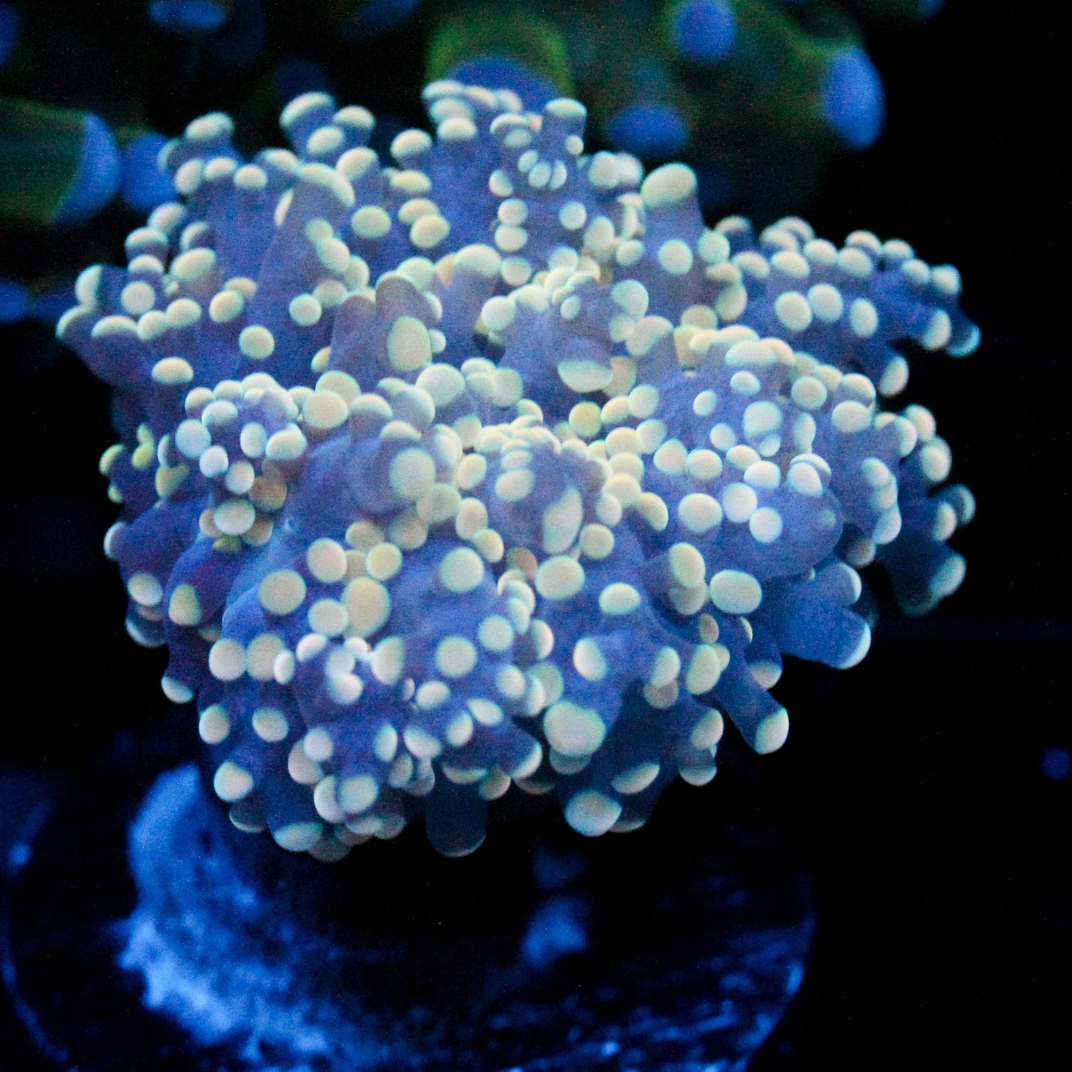 JC Orange Cream Octo