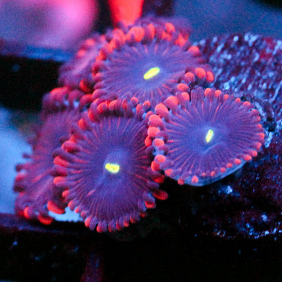 JC Purple People Eater Zoanthid