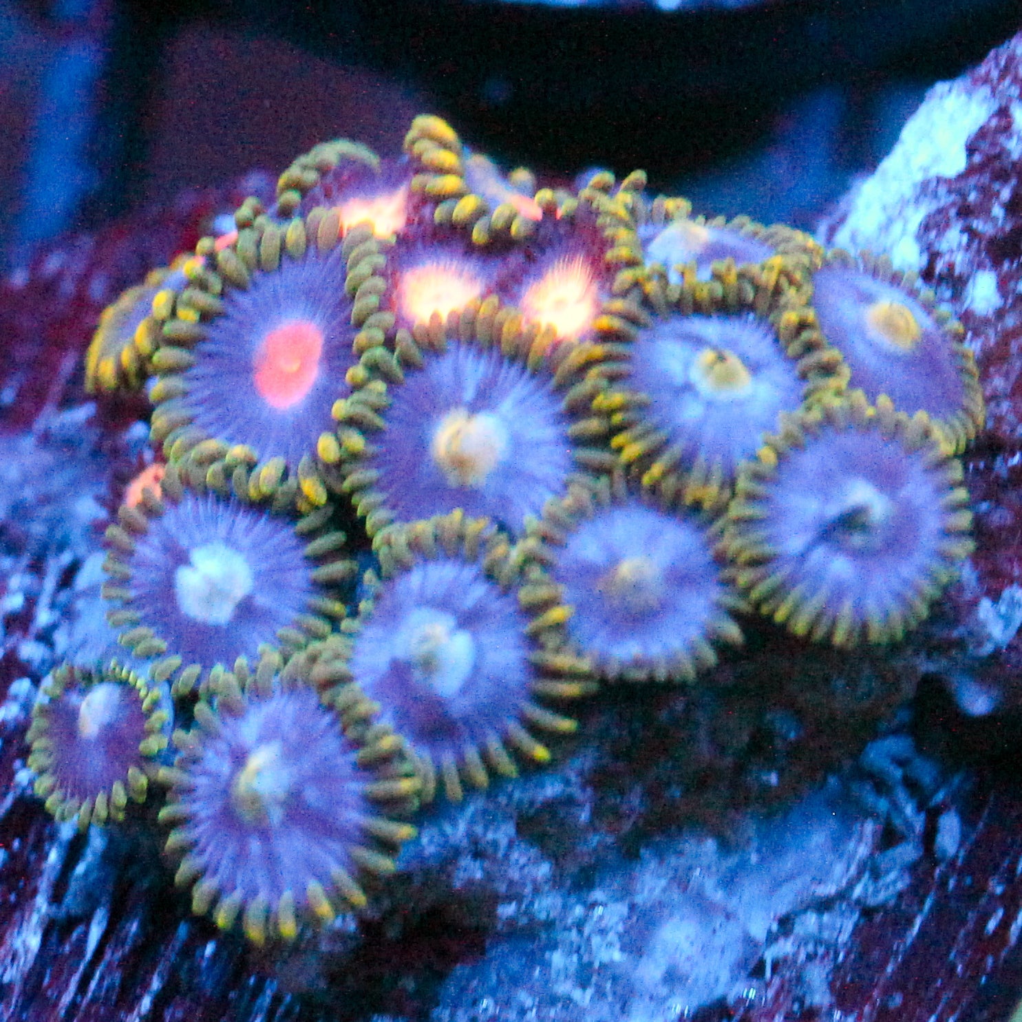 JC Saturn Zoanthid mix