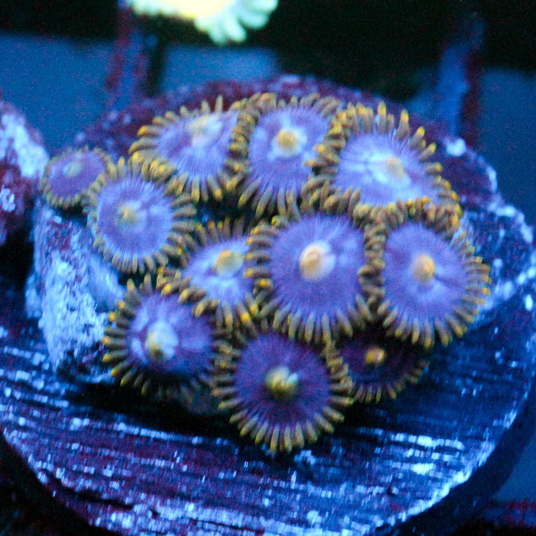 JC Gold Burst Zoanthid