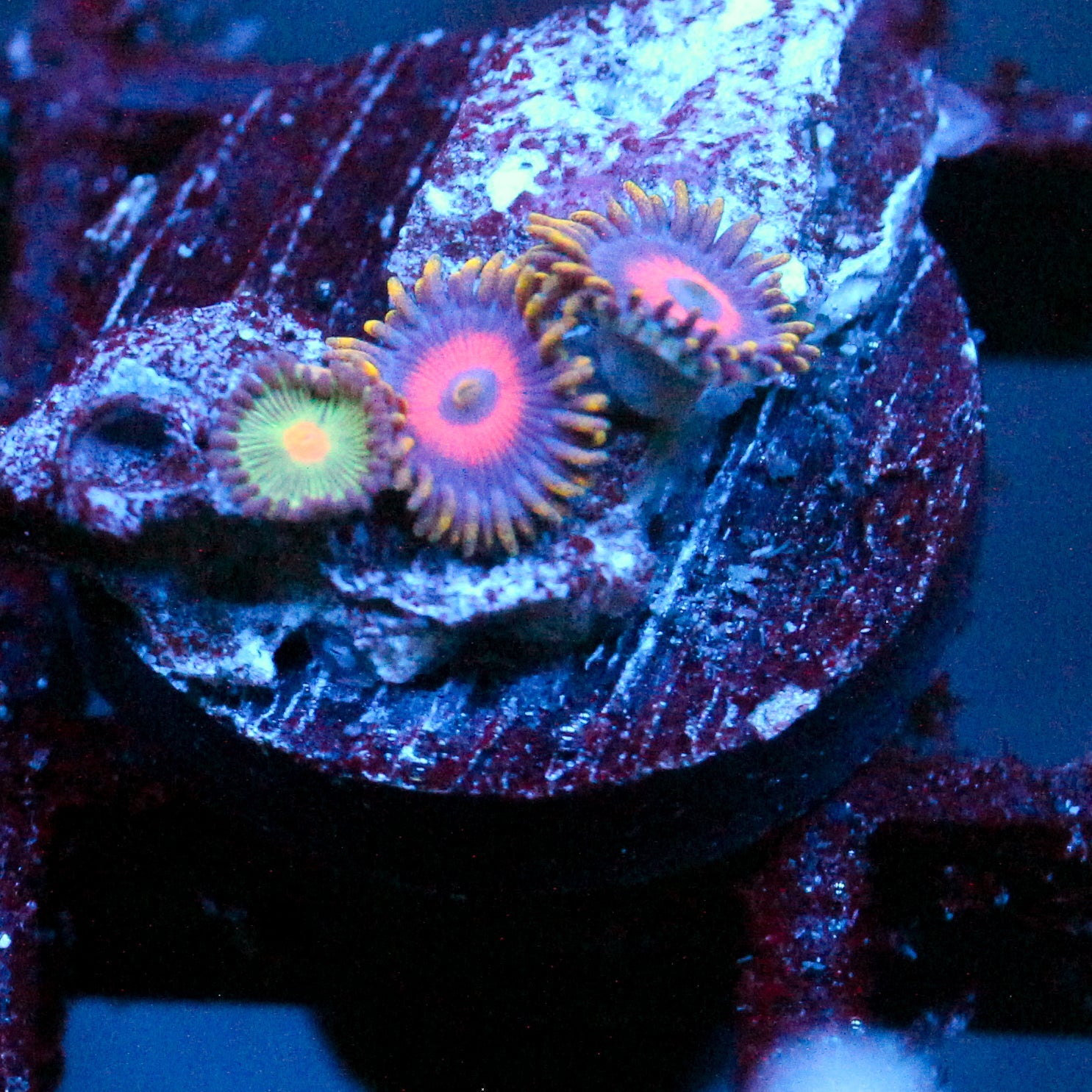JC Emperor Zoanthid