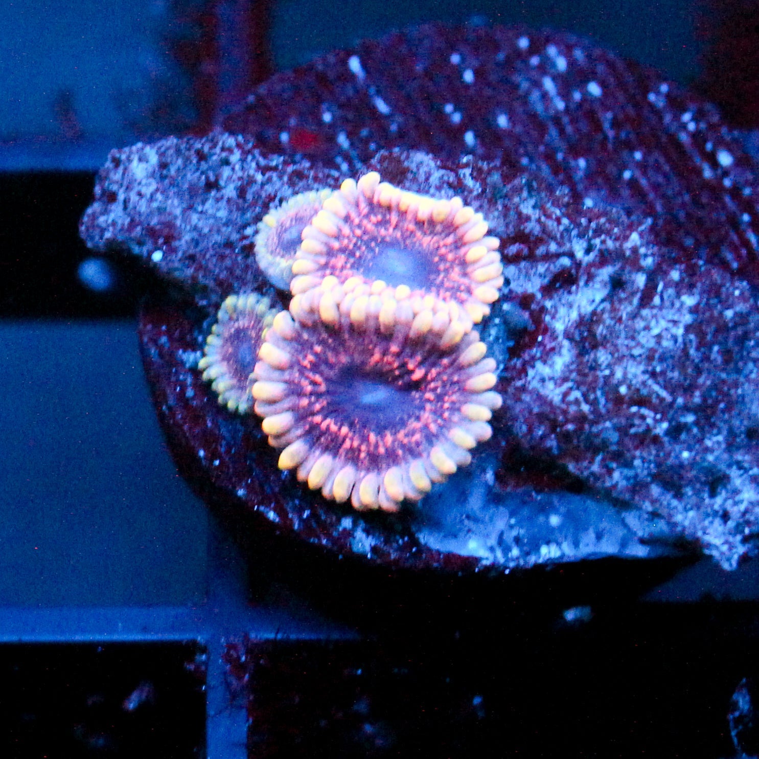 JC Permafrost Zoanthid