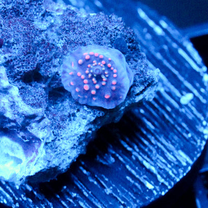 JC Pink Pimple Discosoma