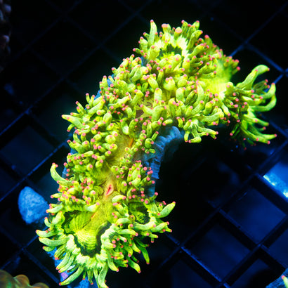 JC Ultra Elegance Coral