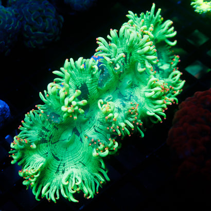 JC Rainbow Elegance Coral