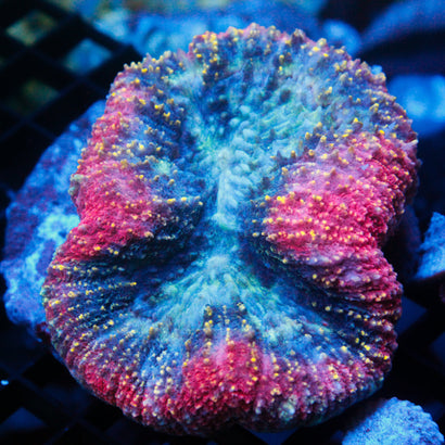 JC Rainbow Symphyllia