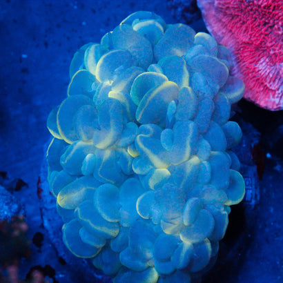 JC Ultra Bubble Coral