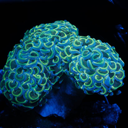 JC Hologram Wall Hammer