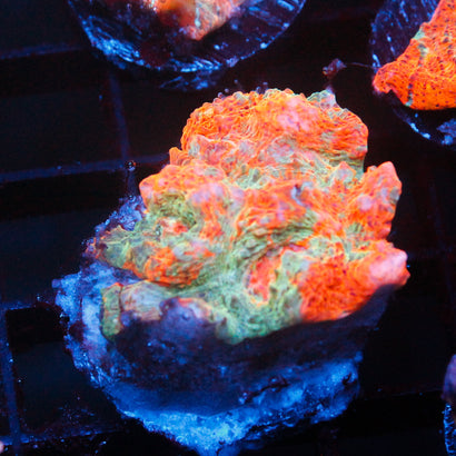 JC Bay Breeze Chalice