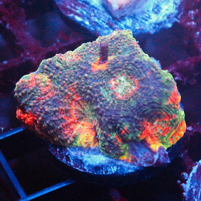 JC Rainbow Chalice