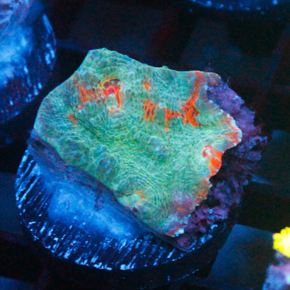 JC Bleeding Appple Chalice