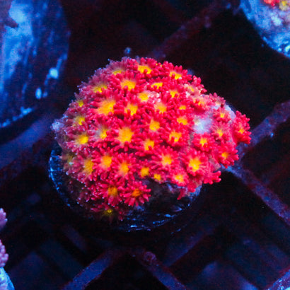 JC Rose Yellow Goni