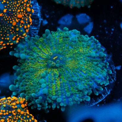 JC Alien Gumball Yuma