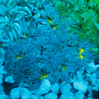 JC Ultra Rock Flower Anemone