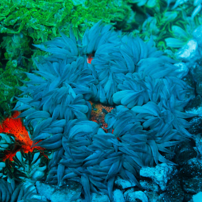 JC Ultra Rock Flower Anemone