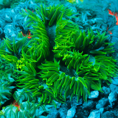 JC Ultra Rock Flower Anemone