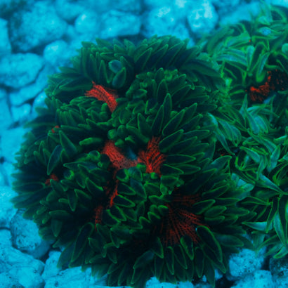 JC Ultra Rock Flower Anemone